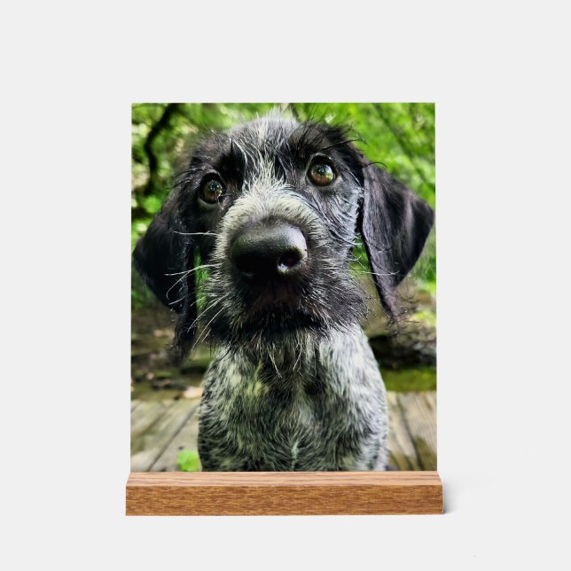 German Wirehaired Pointer Puppy Acrylic Sign (Front)