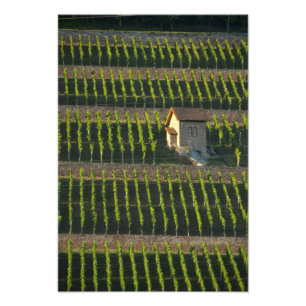 Germany, Franconia, Wertheim. Special hillside 2 Photo Print