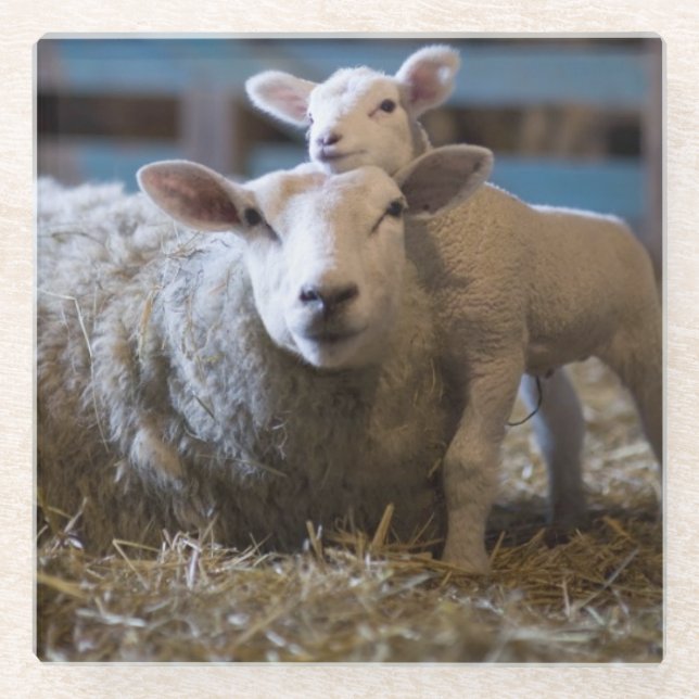 Germany, Sheep and lamb lying on hay in barn Glass Coaster (Front)
