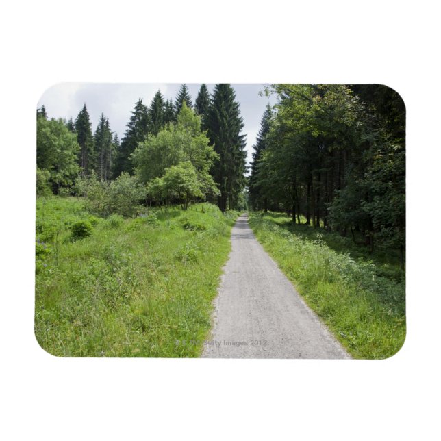 Germany, Thuringia, path in forest Magnet (Horizontal)