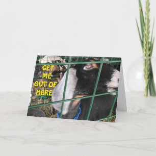 **GET ME OUT** WANT TO SAY "HAPPY BIRTHDAY" CARD