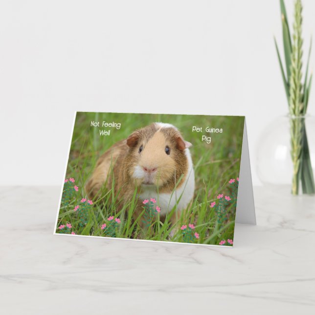 Get Well Card for Pet Guinea (Front)