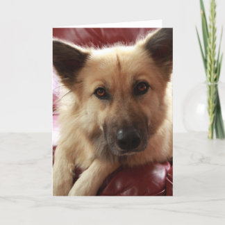 Get Well Doggy Card