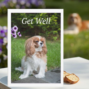 Get Well Flowers Cavalier King Charles Spaneils Card