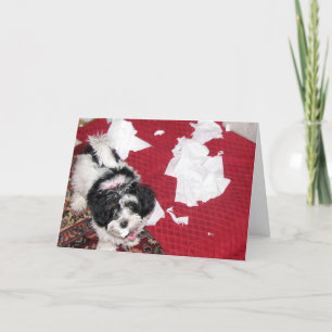 Get Well - Havanese Puppy Card