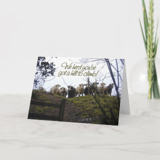 Get well soon. Cows. Card