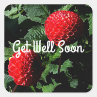 Get Well Soon Dahlia Irish Glow #1-2 Stickers