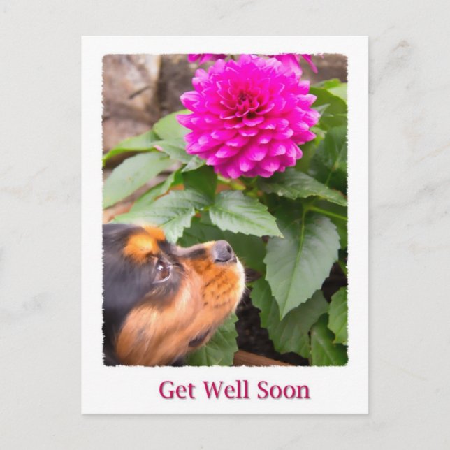 Get Well Soon King Charles Spaniel And Dahlia Postcard (Front)
