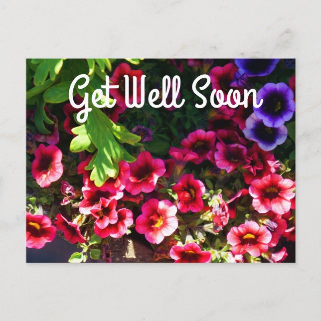 Get Well Soon Red Petunias #1 Postcard (Front)