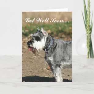 Get Well Soon Schnauzer dog greeting card