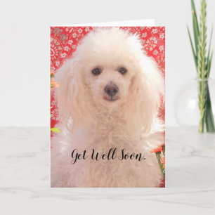 Get Well Soon Toy poodle blank greeting card