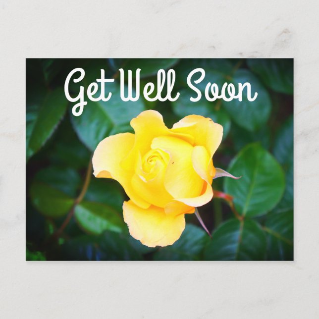 Get Well Soon Walking on Sunshine Rose #1 Postcard (Front)