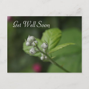 get well,  summer wild raspberry flower postcard