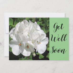 Get Well White Geranium Photography