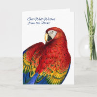 Get Well Wishes from Group Rainbow Macaw Parrot