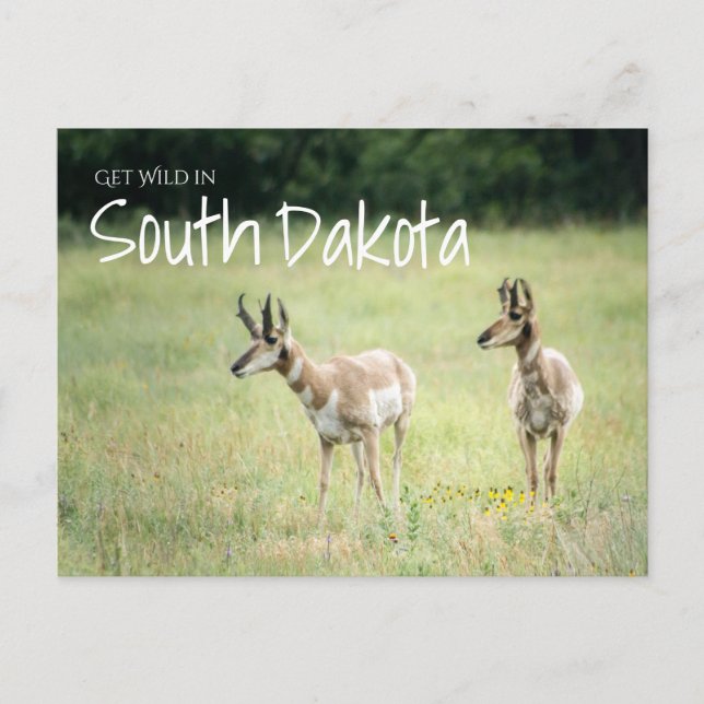 Get Wild in South Dakota Postcard (Front)