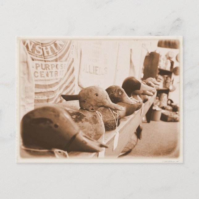 Get Your Ducks in a Row - Postcard (Front)