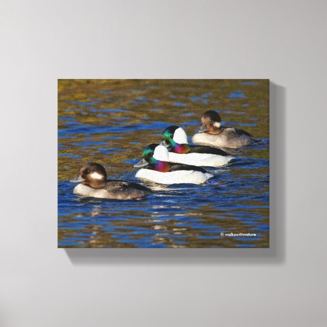 Getting My Ducks in a Row: Four Bufflehead Ducks Canvas Print (Front)