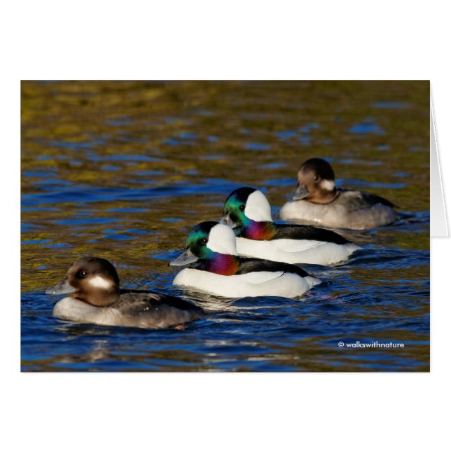 Getting My Ducks in a Row: Four Buffleheads (Front Horizontal)