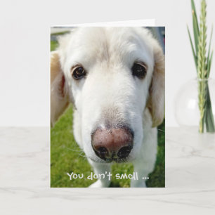 getting old birthday humor-dog nose card