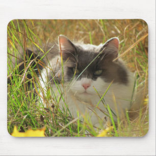 Getting some sun. mouse pad