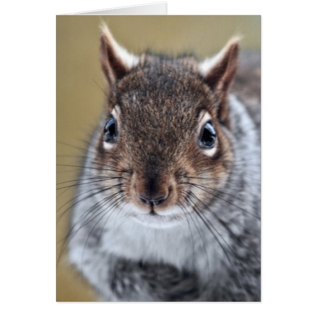 Getting Squirrelly (Front)