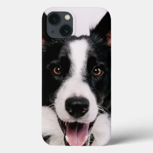 Getty Images   A Smiling Border Collie iPhone 13 Case