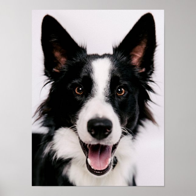 Getty Images | A Smiling Border Collie Poster (Front)