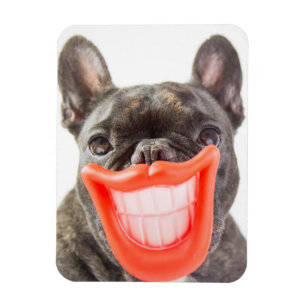 Getty Images A Smiling Dog Magnet