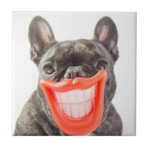 Getty Images   A Smiling Dog Tile