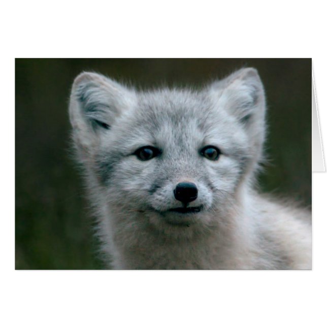 Getty Images | Arctic Fox Kit (Front Horizontal)