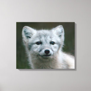 Getty Images   Arctic Fox Kit Canvas Print
