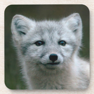 Getty Images Arctic Fox Kit Coaster