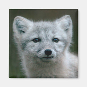 Getty Images Arctic Fox Kit Magnet