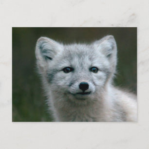 Getty Images Arctic Fox Kit Postcard