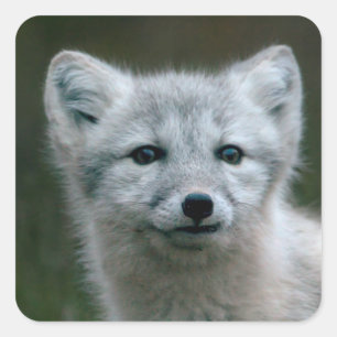 Getty Images   Arctic Fox Kit Square Sticker