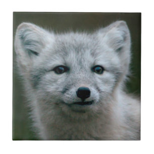 Getty Images   Arctic Fox Kit Tile