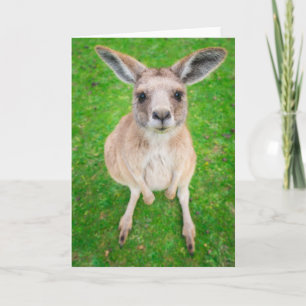 Getty Images   Baby Kangaroo Card
