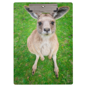 Getty Images Baby Kangaroo Clipboard