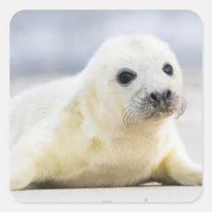 Getty Images   Baby Seal