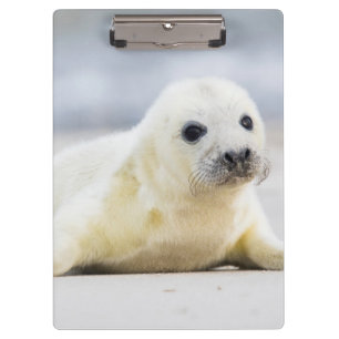 Getty Images   Baby Seal Clipboard