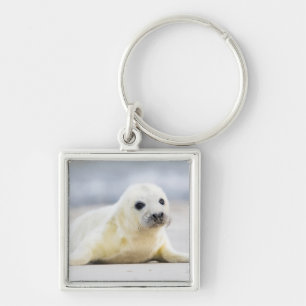 Getty Images   Baby Seal Keychain