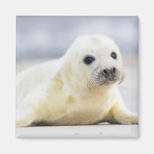 Getty Images   Baby Seal Magnet