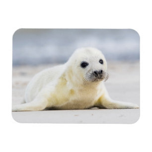 Getty Images   Baby Seal Magnet