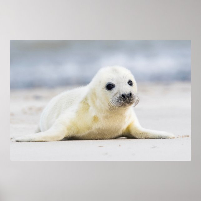 Getty Images | Baby Seal Poster (Front)