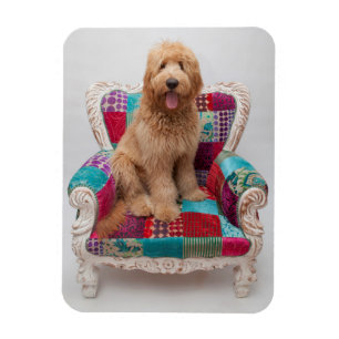 Getty Images   Cute Goldendoodle Magnet