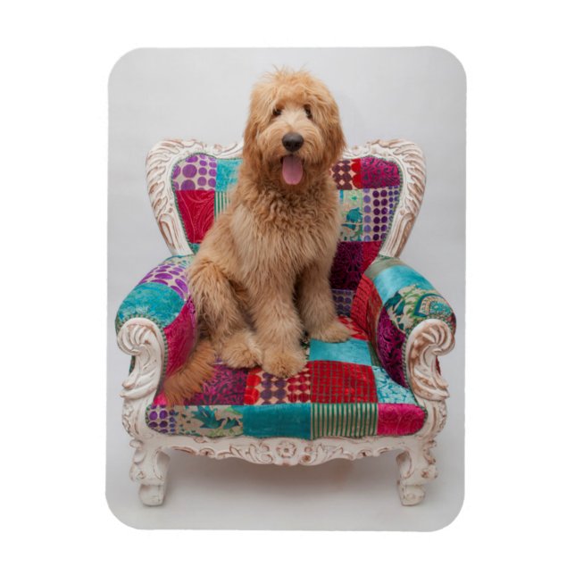 Getty Images | Cute Goldendoodle Magnet (Vertical)