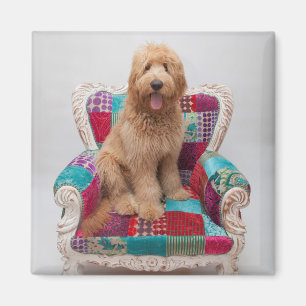 Getty Images   Cute Goldendoodle Magnet