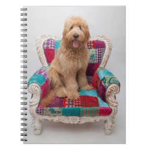 Getty Images   Cute Goldendoodle Notebook