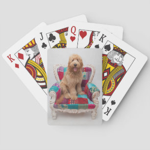Getty Images   Cute Goldendoodle Playing Cards